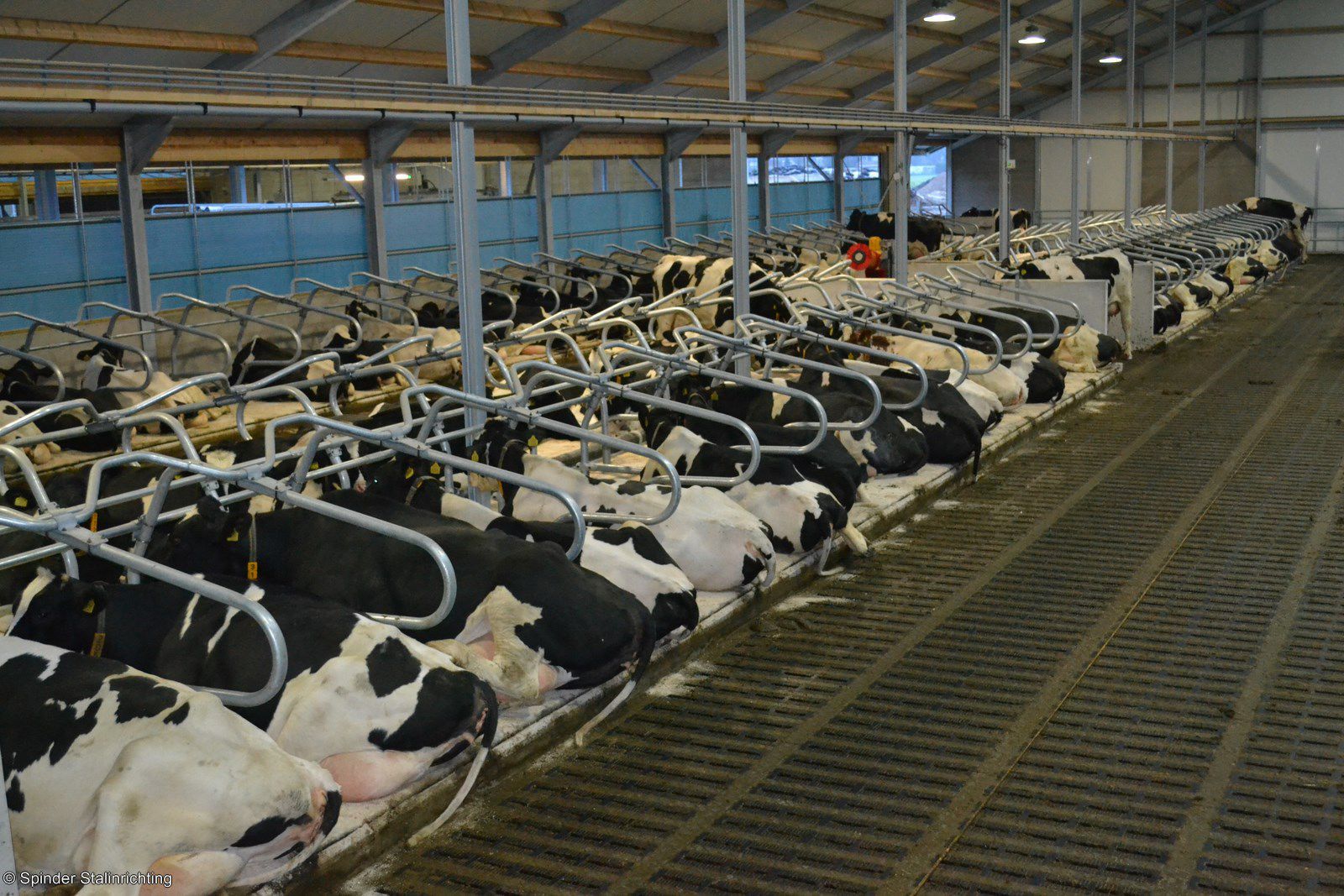 Rubber cow mattress - Meadow Next - Spinder Dairy Housing Concepts ...