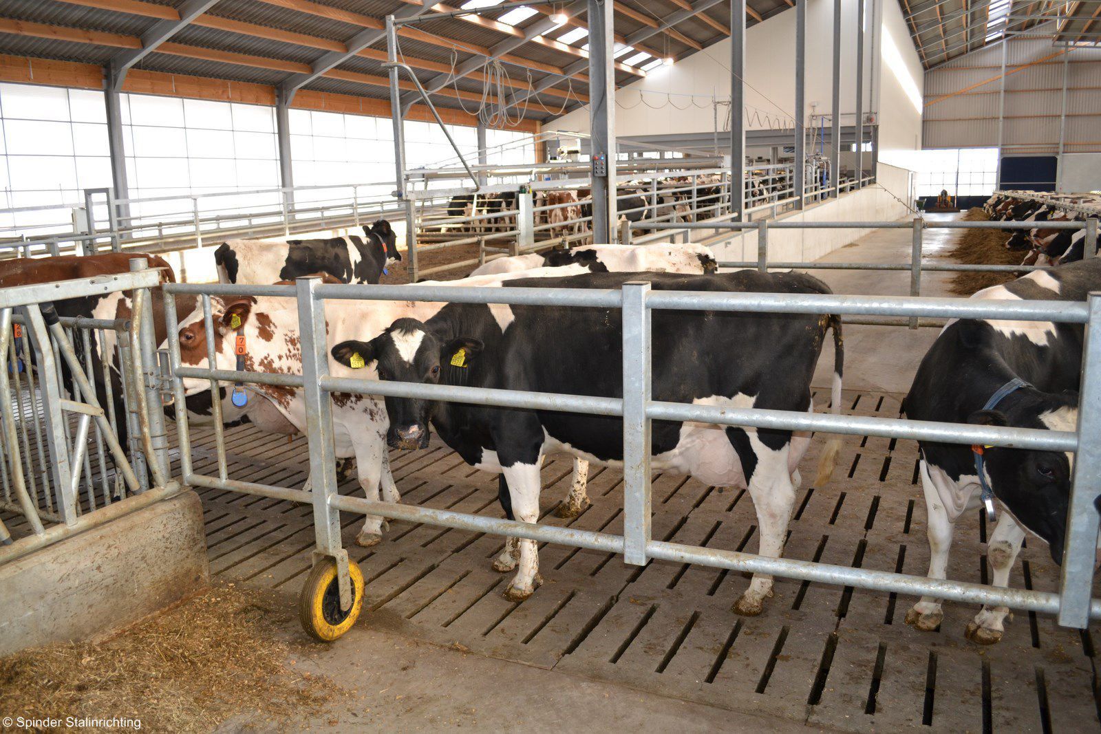 Livestock gate Telescopic partition barrier Spinder Dairy Housing