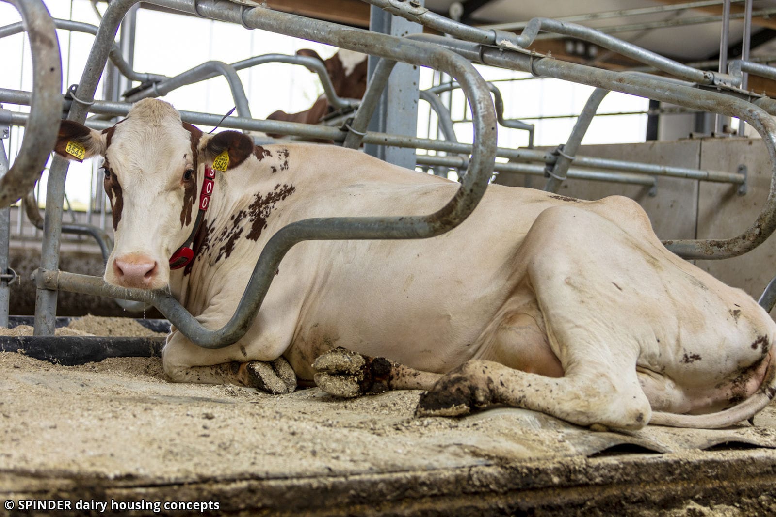 Rubber mattress Dual Waterbed Spinder Dairy Housing Concepts