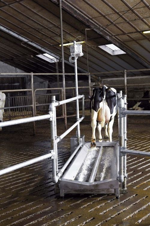 Footbath for livestock buildings VINK ELST B.V. stainless steel