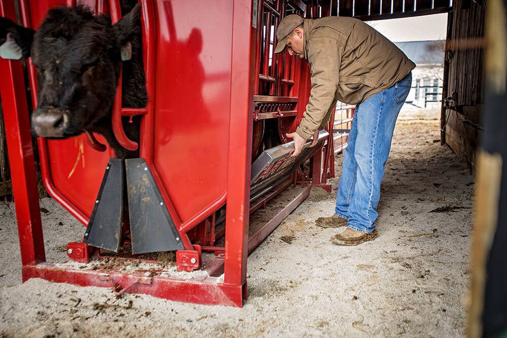 Cows squeeze chute / hydraulic - CMHC12 - Tarter Gate - Videos