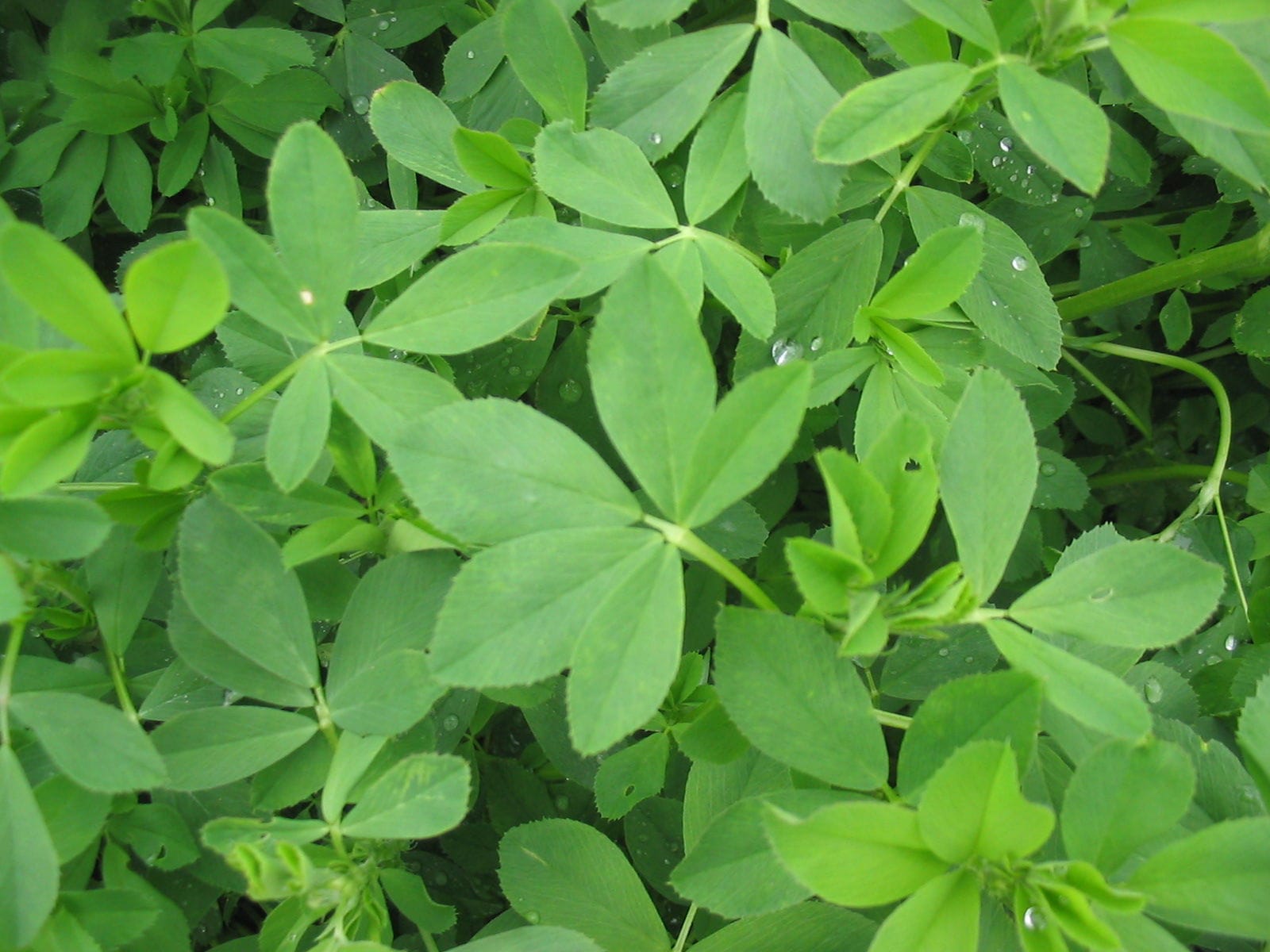 Alfalfa fodder Baralfa 425 ML Barenbrug USA for animal feed / for cattle