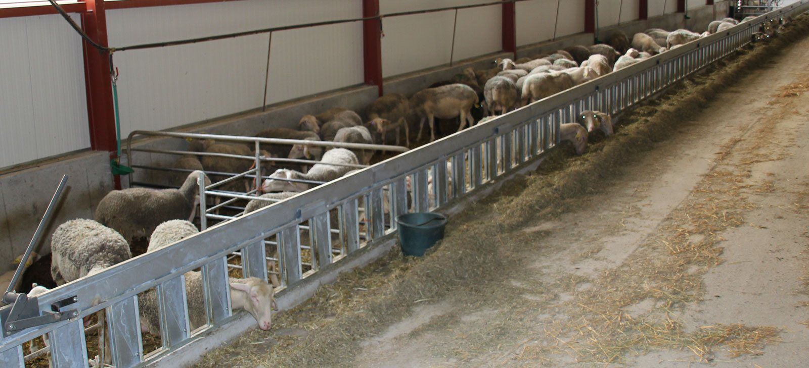 Goat headlock Galonnier sheep / selflocking