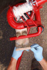 Cows Squeeze Chute Hydraulic Hoof Care Accu Trim Comfort