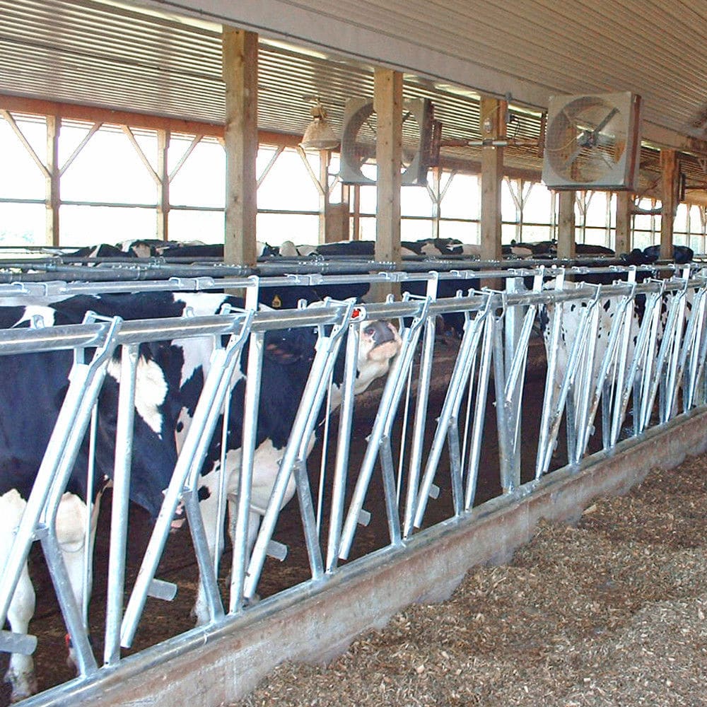 Cows headlock Canarm AgSystems selflocking