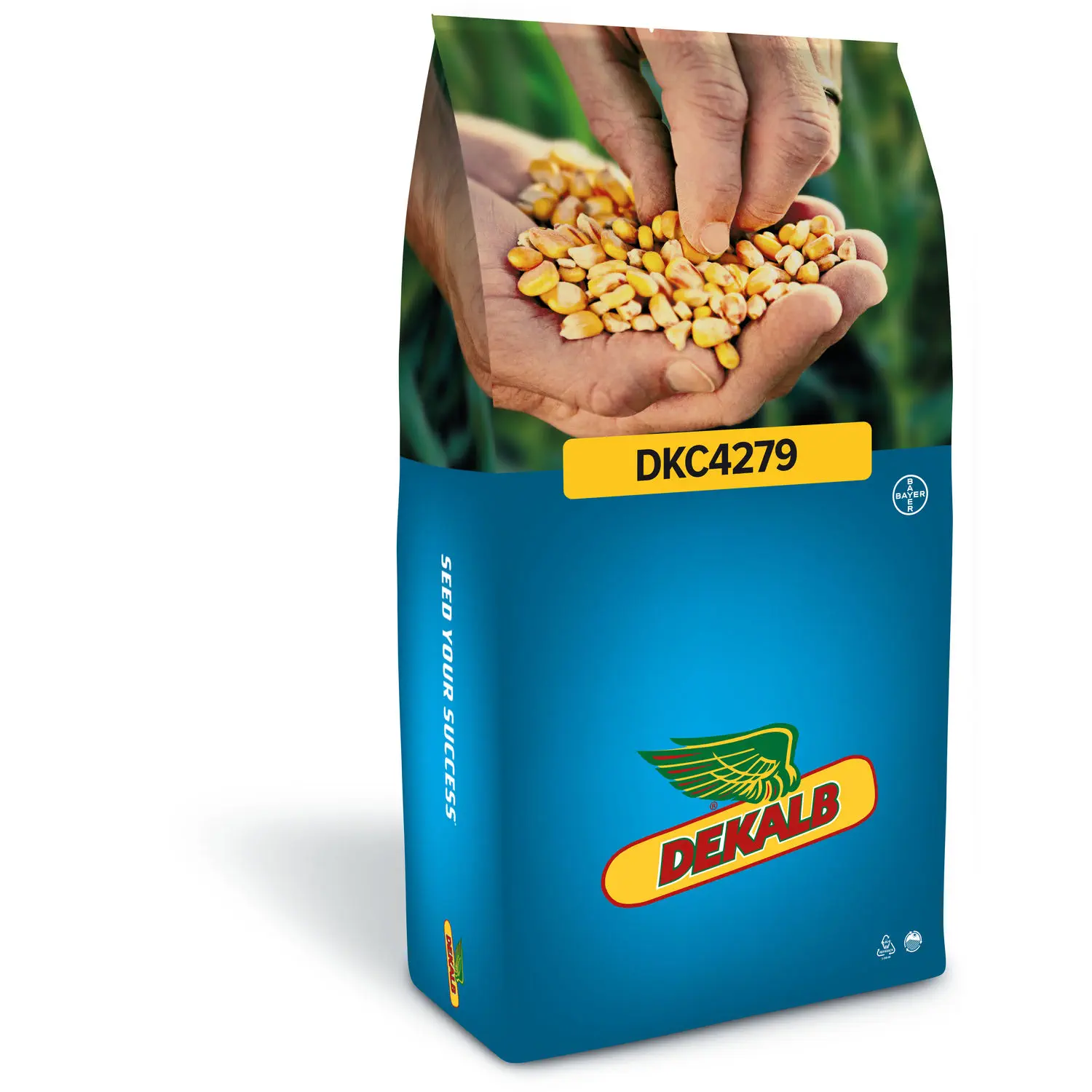 Medium early corn seed - DKC4279 - DeKalb - mid-late