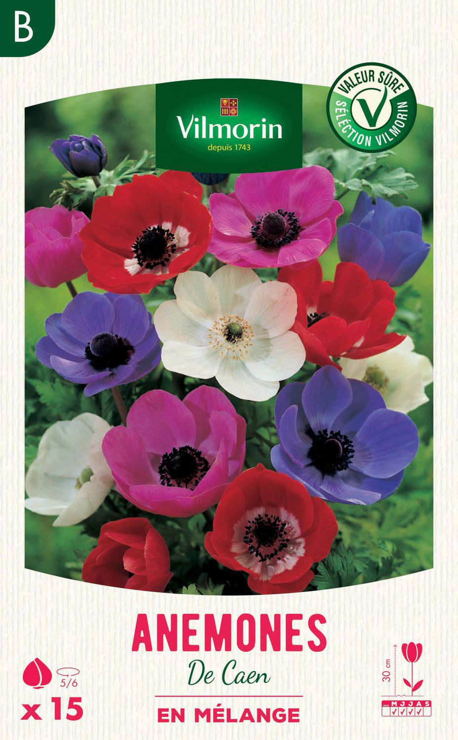 Perennial floral plant Anémone de Caen Vilmorin Jardin (Vilmorin