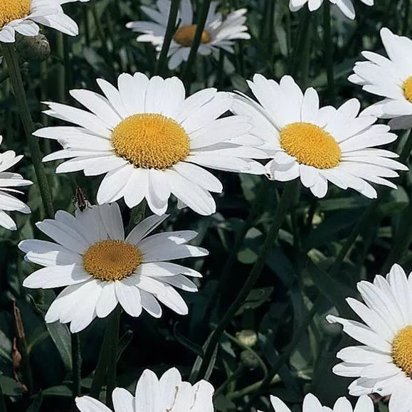 Perennial floral plant Leucanthemum Becky Darwin Perennials white