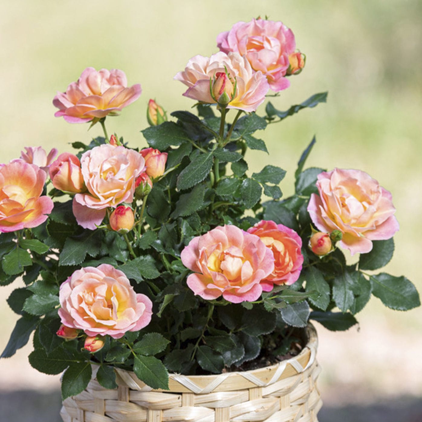 ARSOA Fresh Flower Set ピンク+オレンジ【おまとめ】 Sweet orange pink flower table flowers | Opening gifts