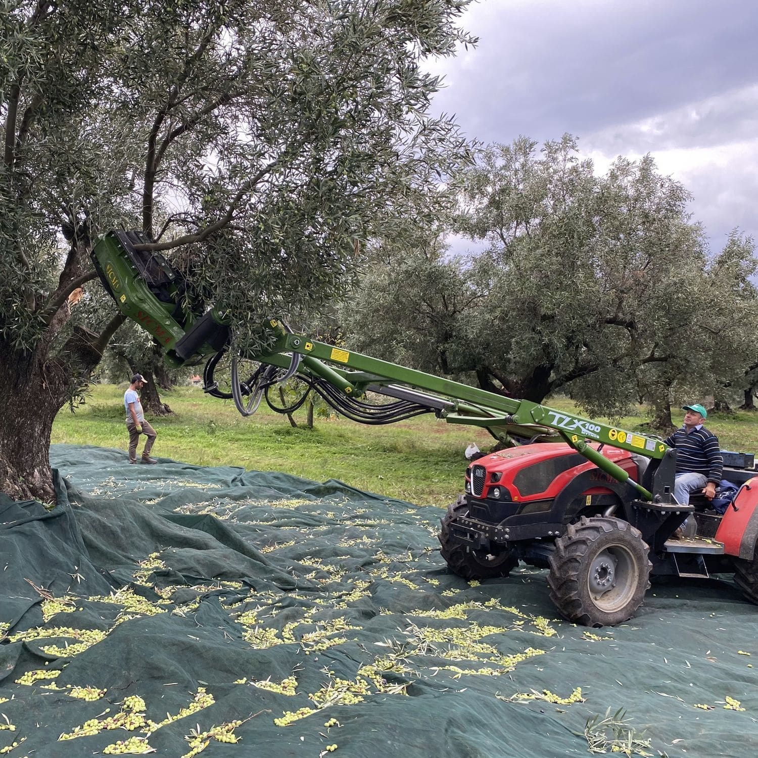 Olive tree shaker TLX 100 SICMA tractormounted / hydraulic