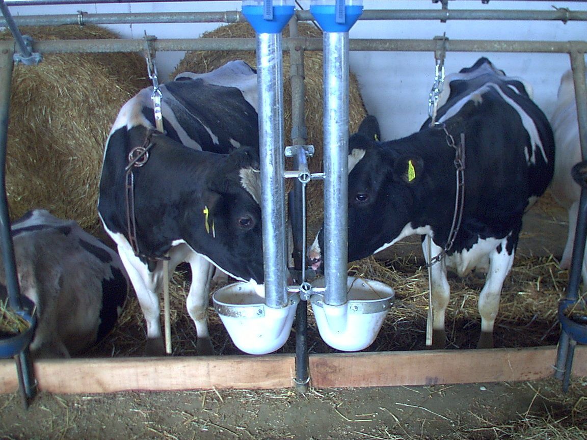 Cow feeding equipement LA MECCANICA SNC chain