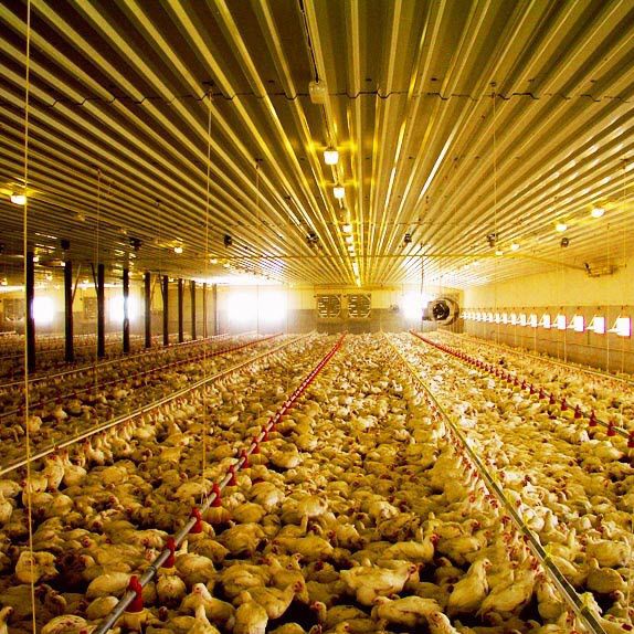 Poultry house climate controller OPTICON AGRI SYSTEMS temperature