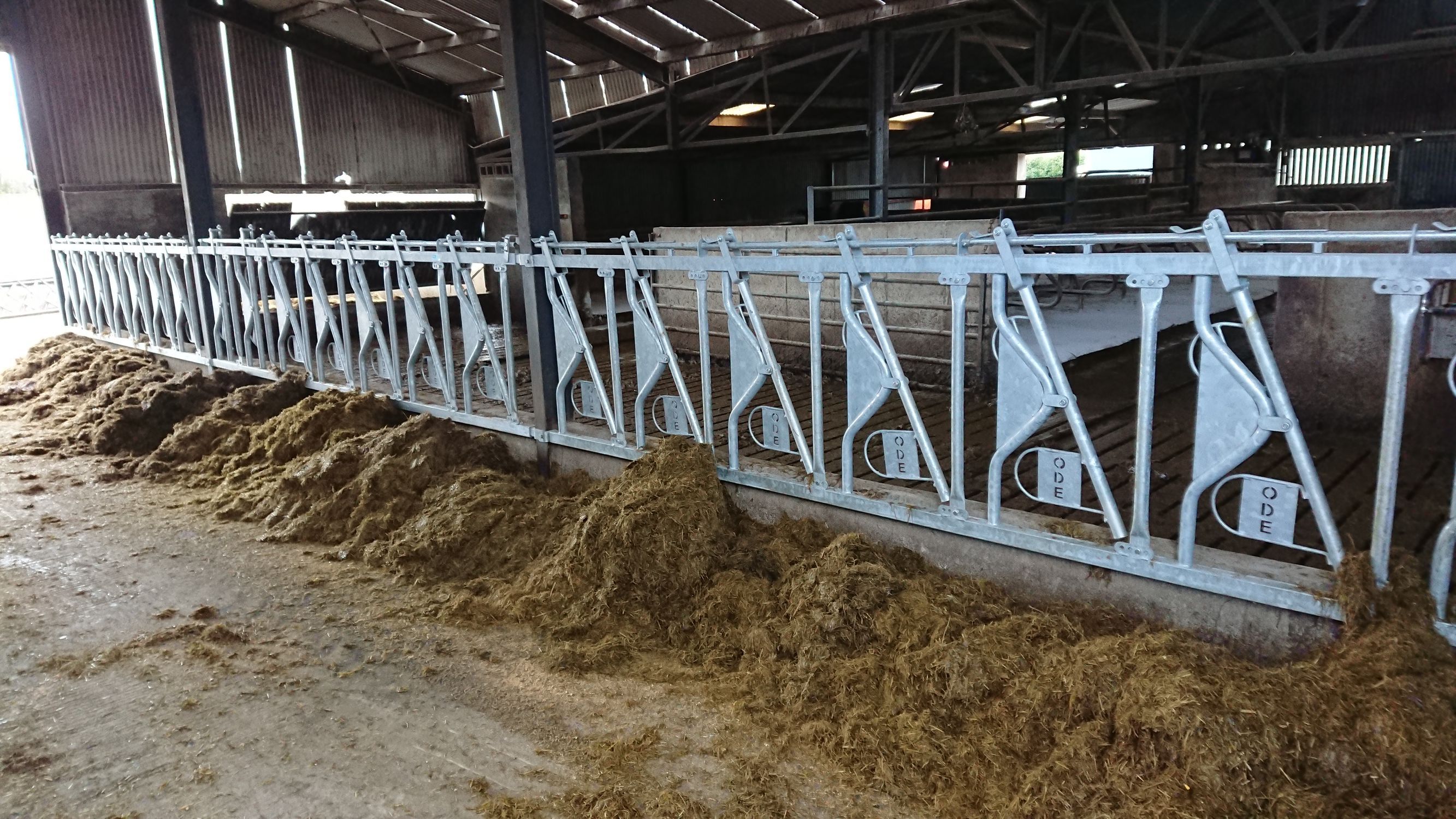 Cows headlock O'Donnell Engineering for bull / selflocking / tubular