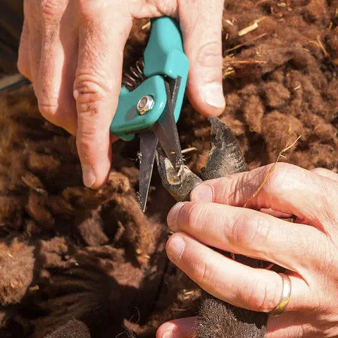 Hoof Trimming Shears, Multipurpose Hoof Trimmers for Goats, Goat Hoof  Trimmers Nail Clippers for Sheep Pig Hoof Clippers | Lazada