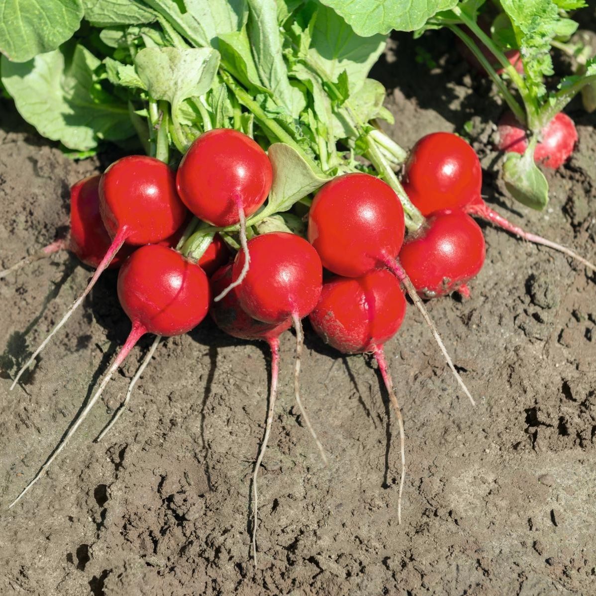 Hybrid Radish Seed - ROXANNE F1 - Bejo Zaden B.V.