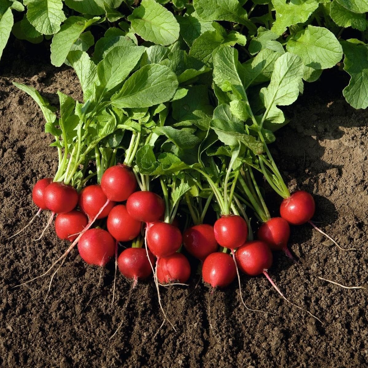 Spring radish seed RUDOLF Bejo Zaden B.V.