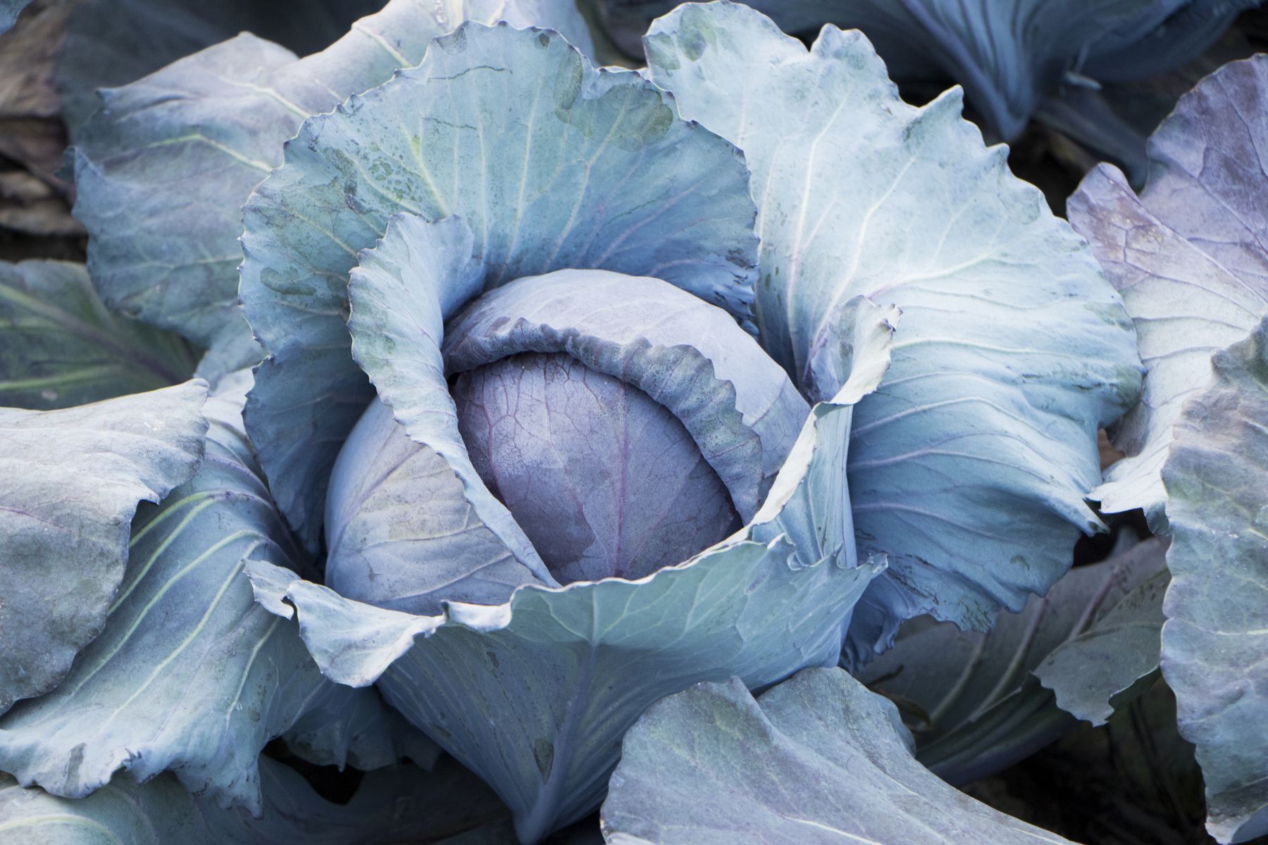 Early cabbage seed AZURRO F1 Bejo Zaden B.V. summer / hybrid