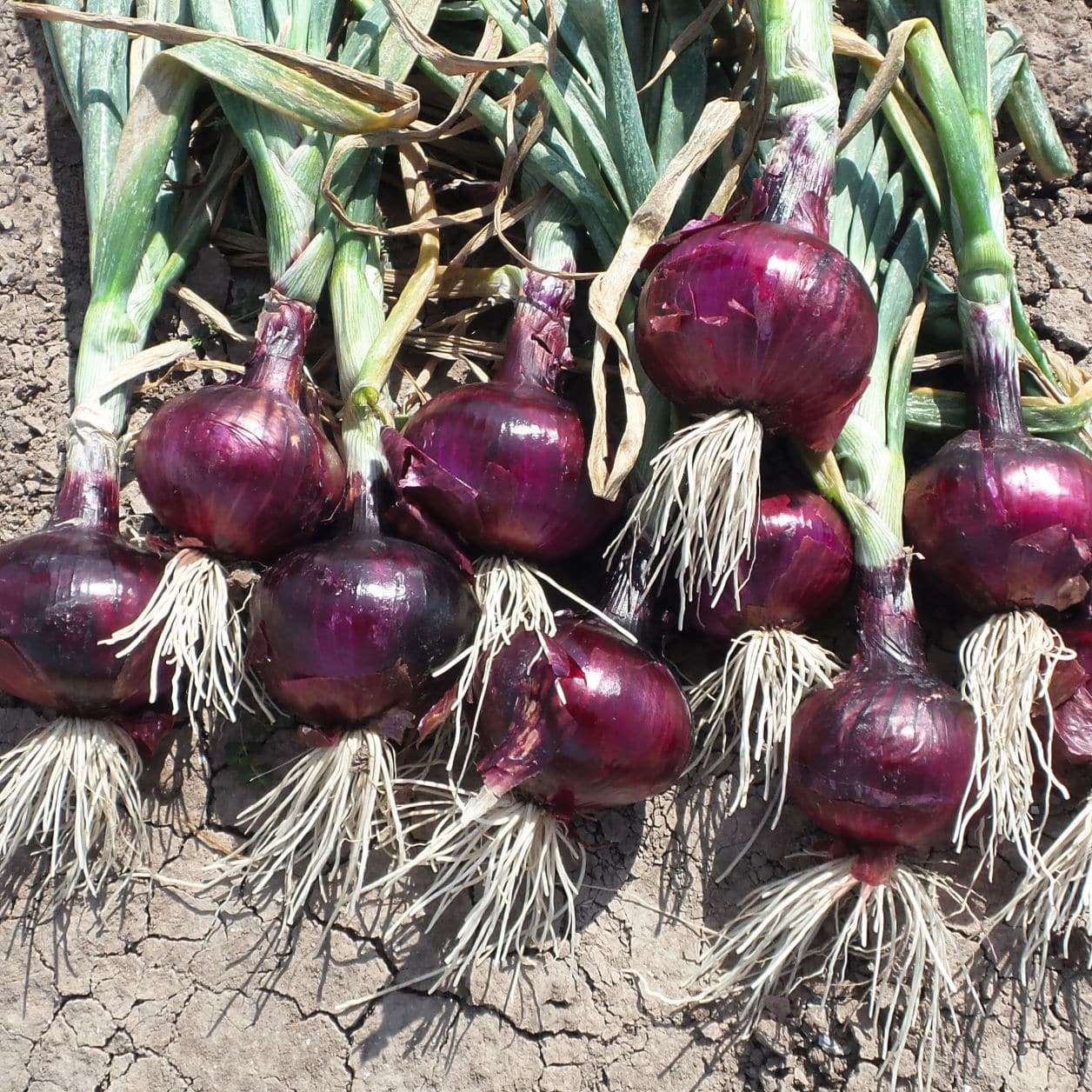 Hybrid onion seed RED DUKE F1 Bejo Zaden B.V.