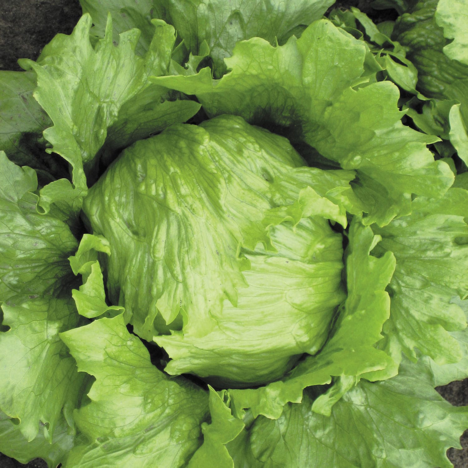 Early lettuce seed Robinson Hazera bolting resistance