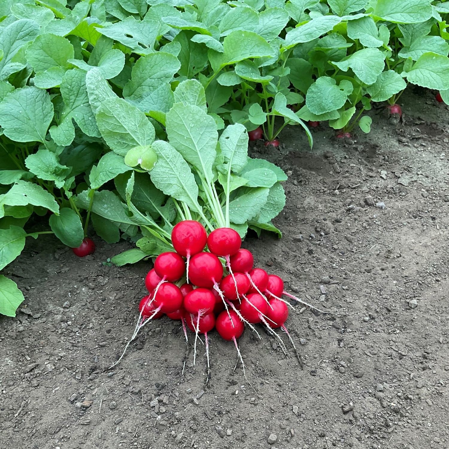 Autumn radish seed Laurella F1 Hazera hybrid