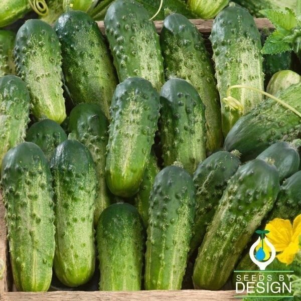 Medium cucumber seed Sumter Seeds by Design powdery mildew