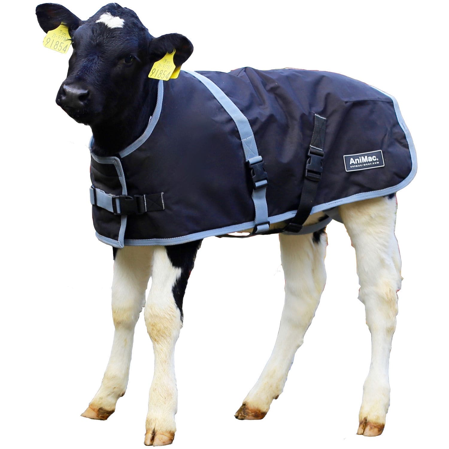 Calf blanket CCAB28 AniMac