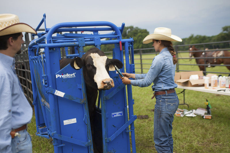 Cows head gate hg91 Priefert Videos