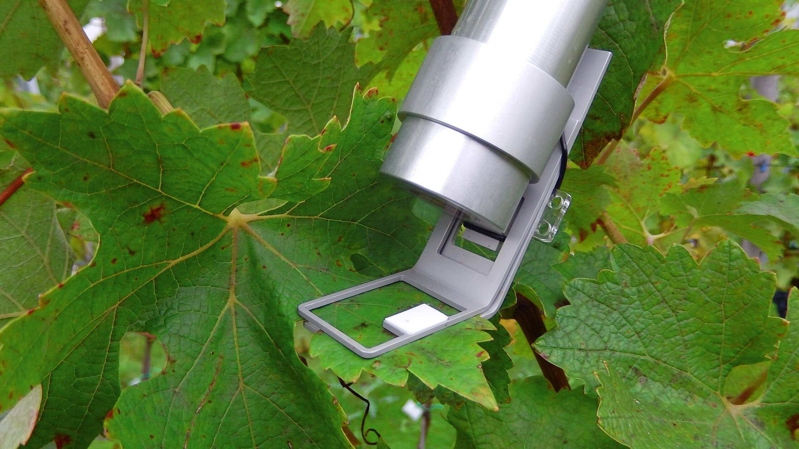 Chlorophyll fluorometer MONITORINGPAM Heinz Walz GmbH