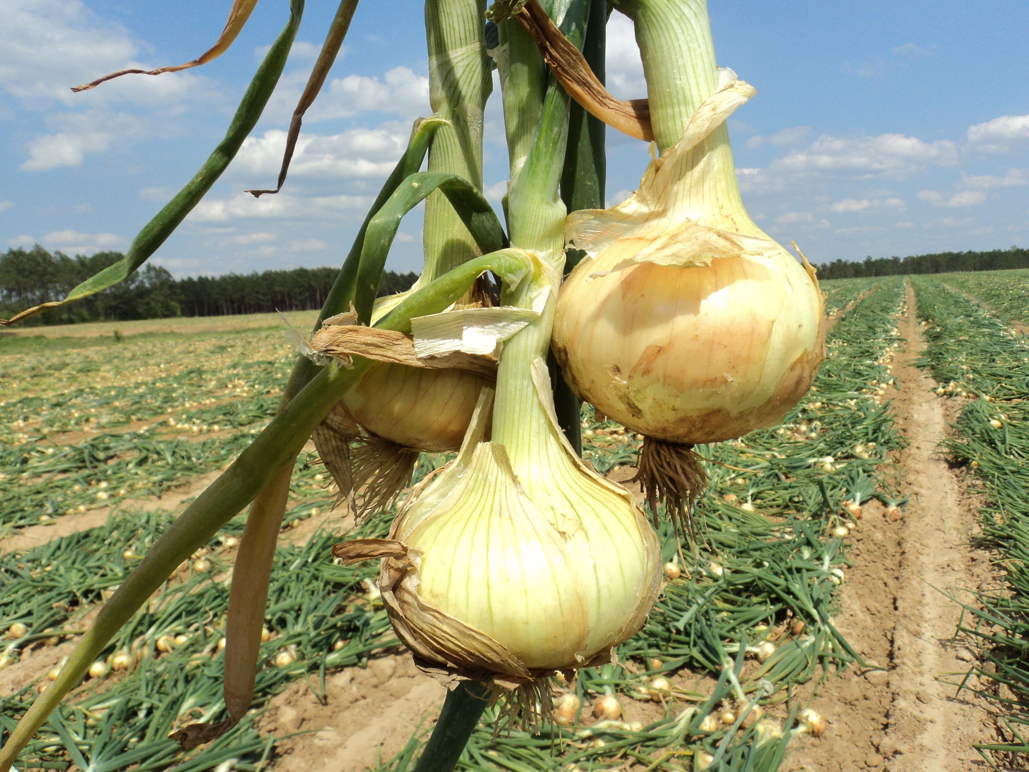 Onion harvester Starlifter Nicholson Machinery Ltd. tractor