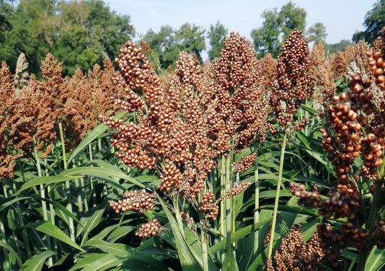 Early sorghum seed - ARACK - Semences de Provence - medium early ...