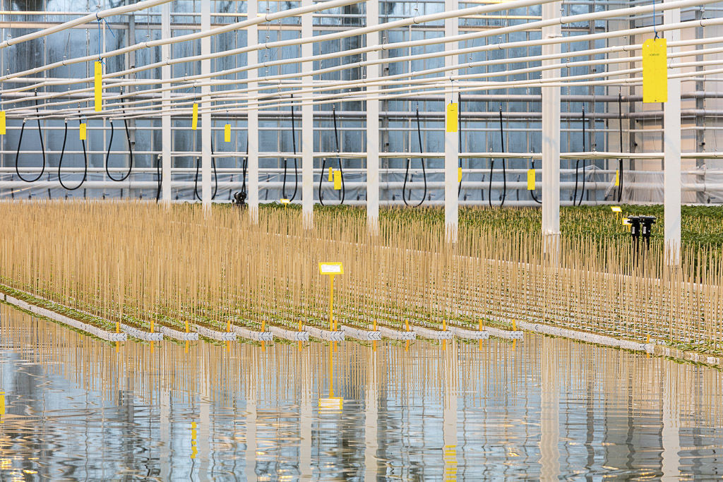 Ebbandflow greenhouse bench BE De Lier GmbH