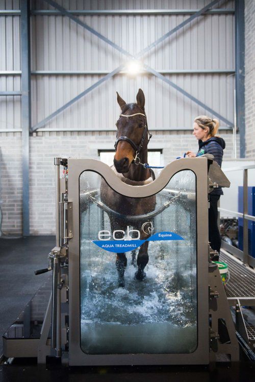 Horse treadmill online