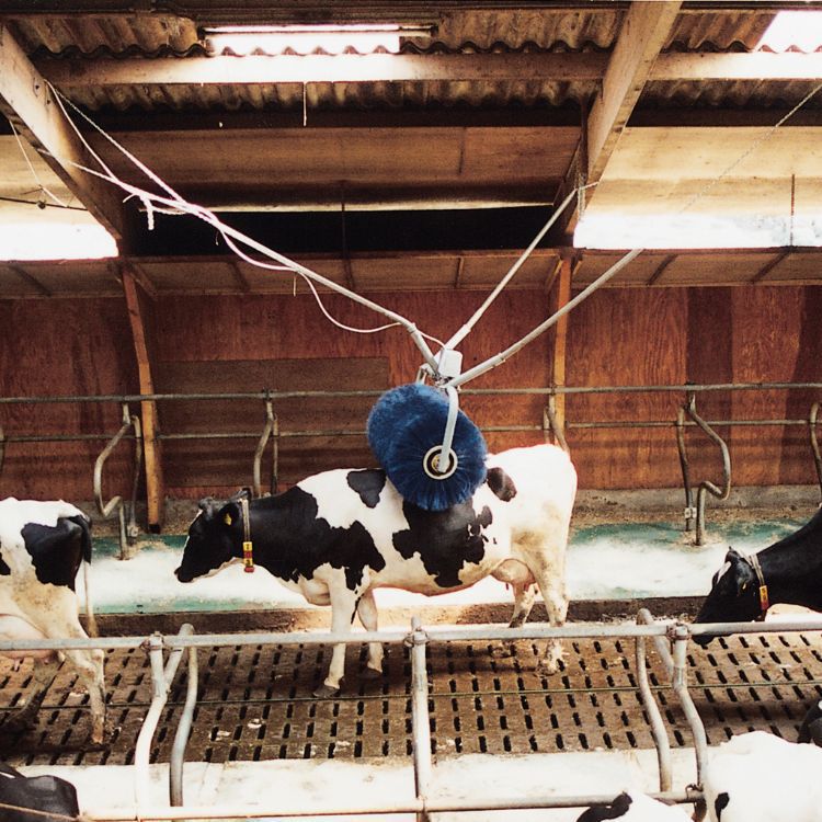 Livestock comfort brush 1903540 Schippers stationary / cows