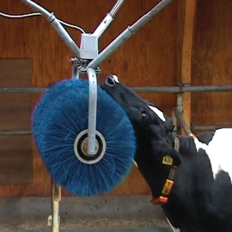 Livestock comfort brush 1903540 Schippers stationary / cows