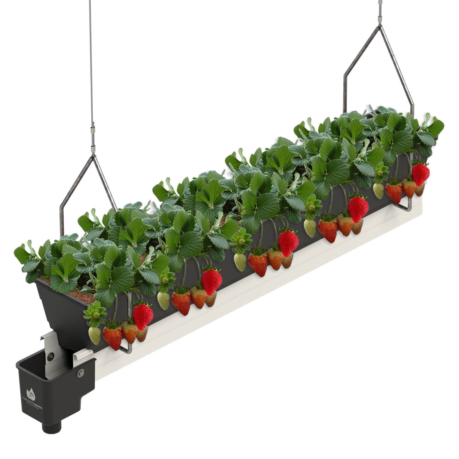 8+ Hydroponic Strawberry Growing Systems Hydroponic Strawberry Farming