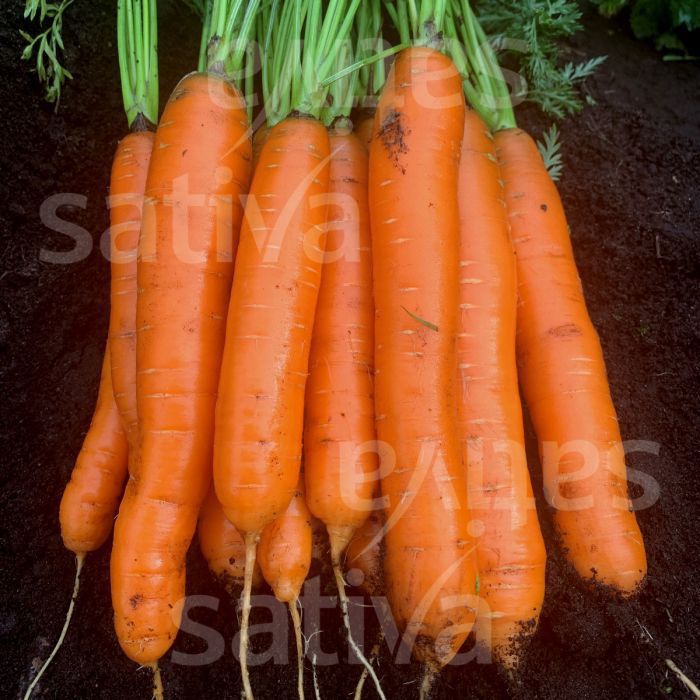 Medium carrot seed ka11 SATIVA autumn