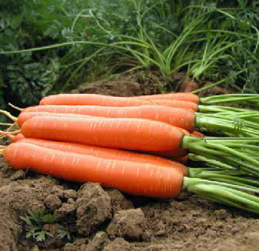 Medium early carrot seed Romance F1 nunhems powdery mildew