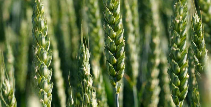 Mid-late wheat seed - Glaz - agriobtentions - winter / rust resistant ...