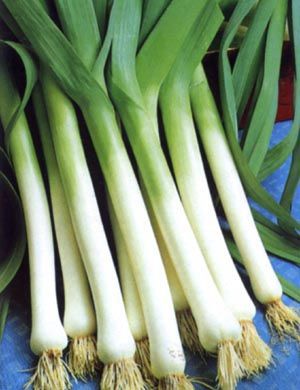 Early leek seed - Bulgarian Giant - vikima