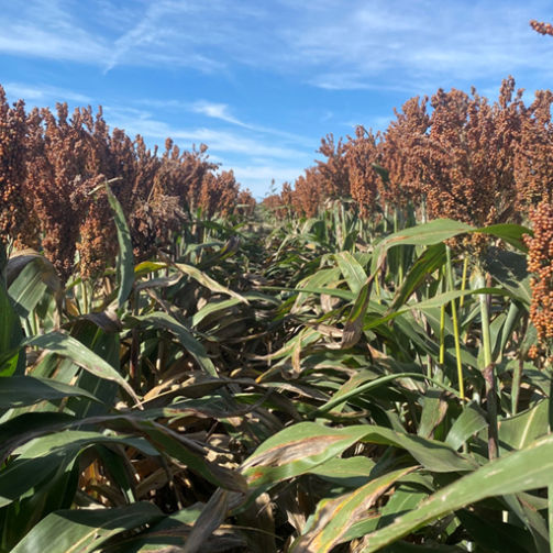 Medium Early Sorghum Seed - M6476 - Beck's Hybrids - Grain / Powdery ...