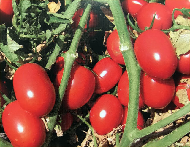 tomato H1776 | HeinzSeed | Products - Heinz®