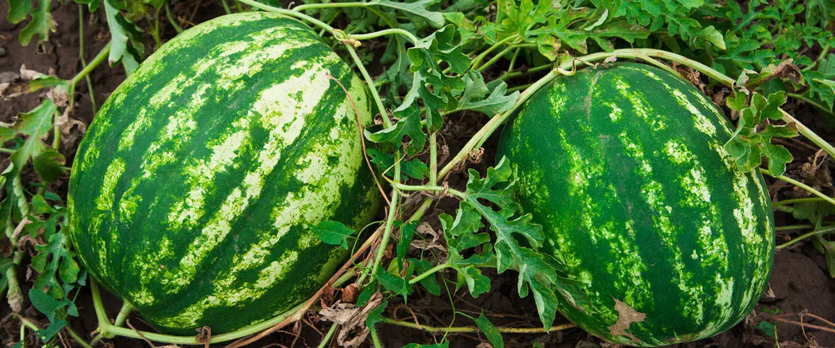Hybrid watermelon seed - Jubimax - unitedgenetics