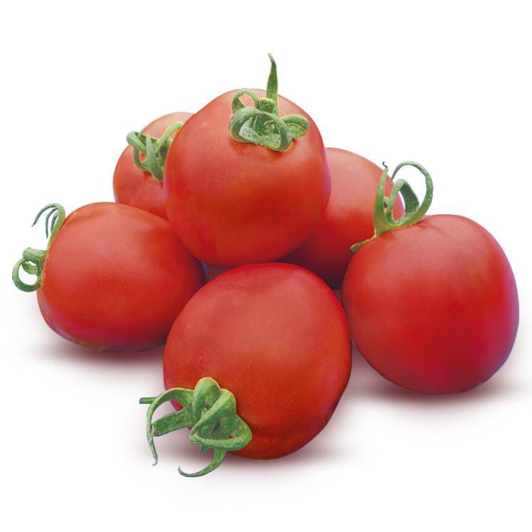 Red tomato seed Diva F1 eastwestseed round / hybrid