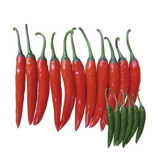 Midlate pepper seed Oshima F1 eastwestseed green / red / hybrid