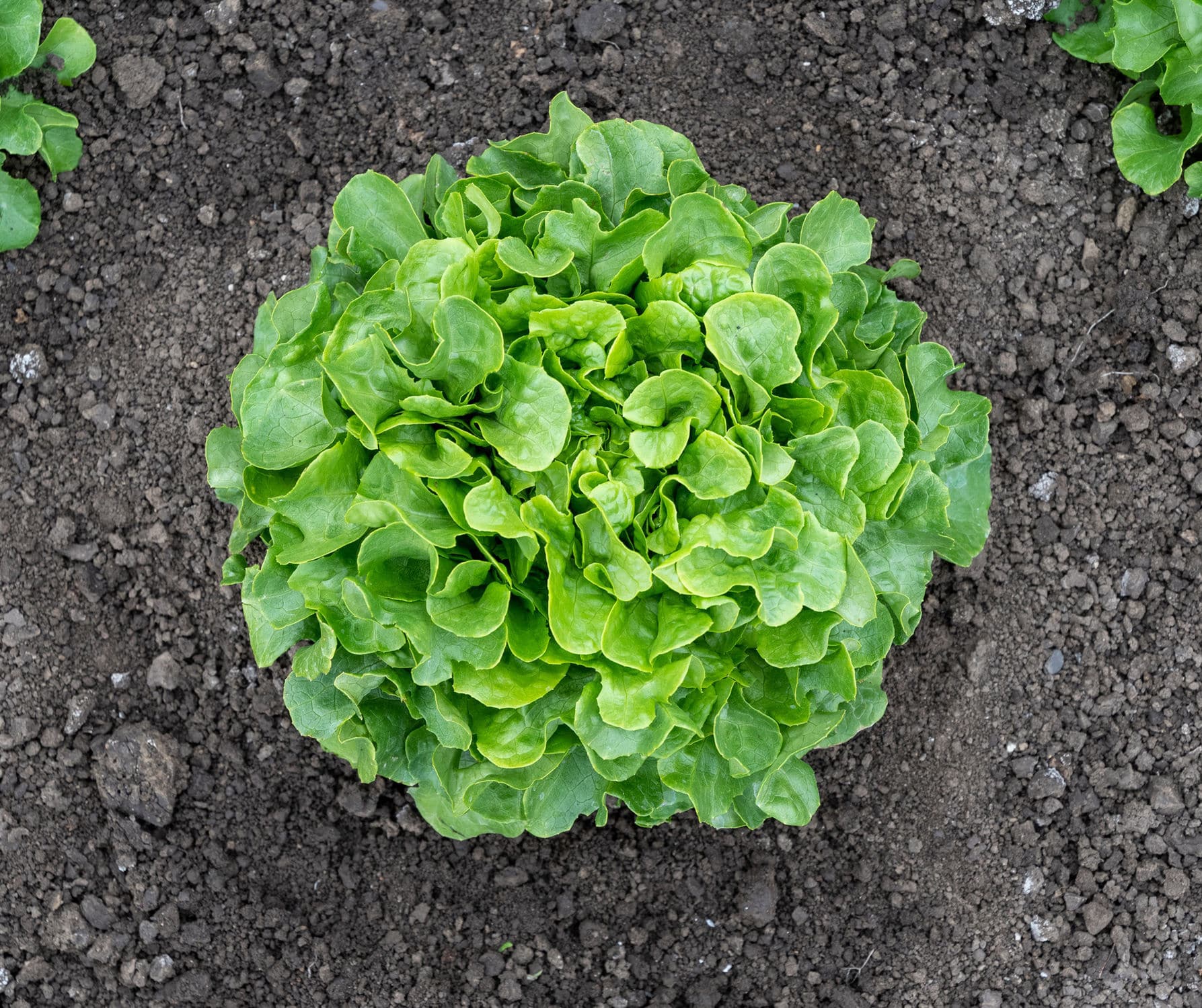 Powdery mildew resistant lettuce seed Bauer biological