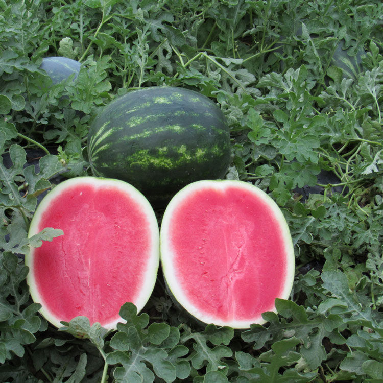 Early watermelon seed Cracker Jack F1 hybrid / red