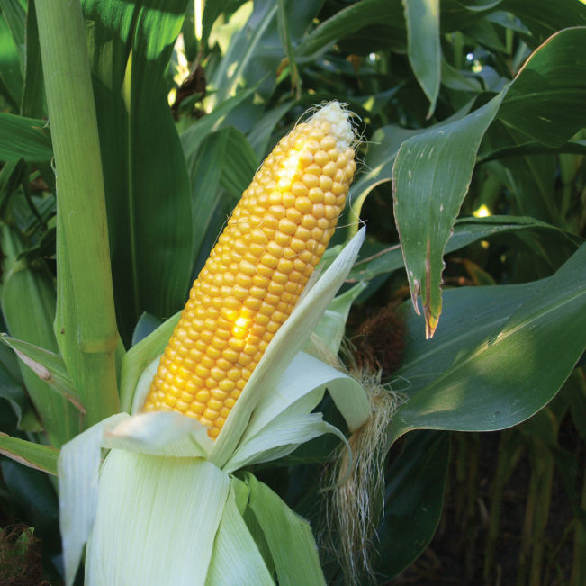 Biological corn seed - MAS 16.B - Mas Seeds - early / silage ...