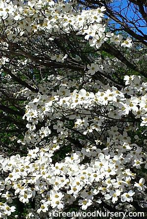 are dogwood trees deciduous