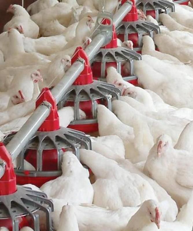 Poultry Pan Feeder Plastic Multi Access Ultrapan Choretime