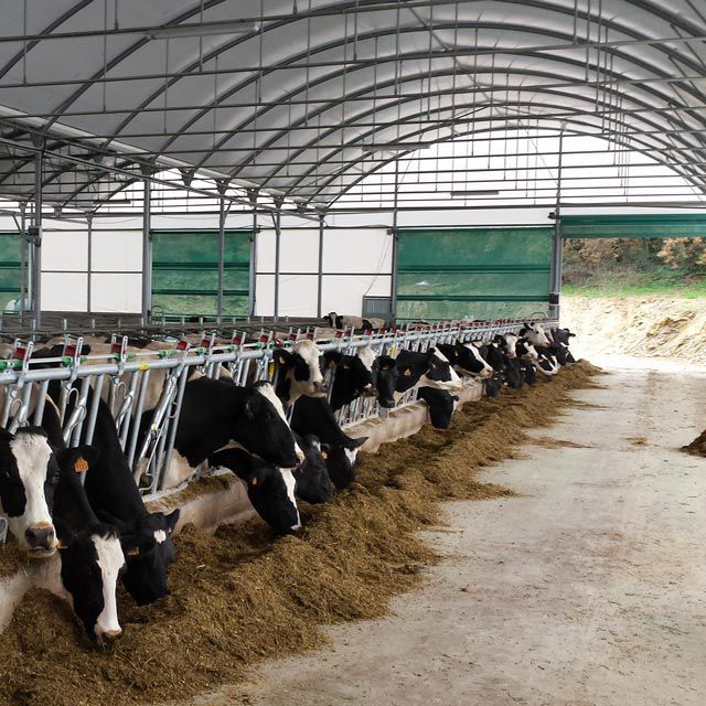 Cattle livestock building ASTHOR StockageElevage mobile / modular